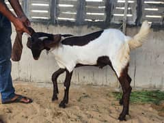 Kamori cross bakra goat