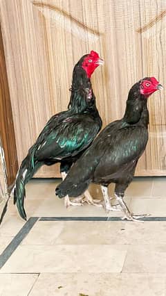 Lasani Mushka Pair 03100024337