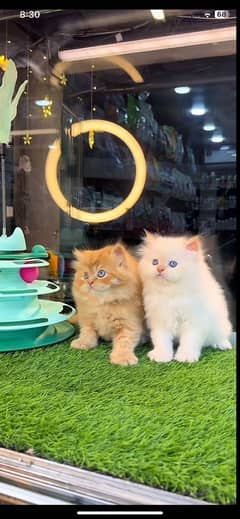 Persian kittens