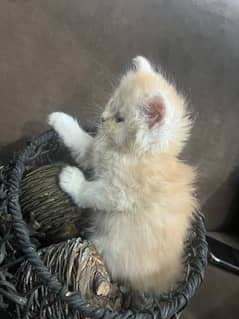 2 months old Persian triple coated