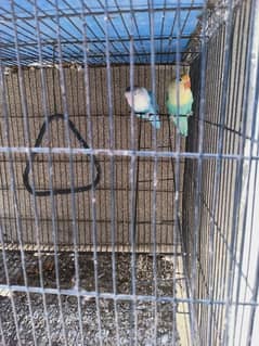 Love birds for sale urgently