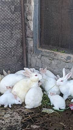 rabbits