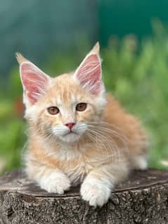 Maine coons