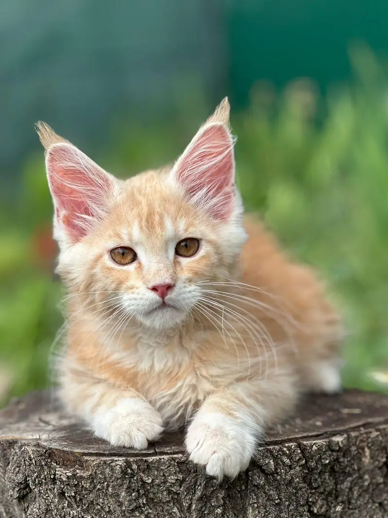 Maine coons