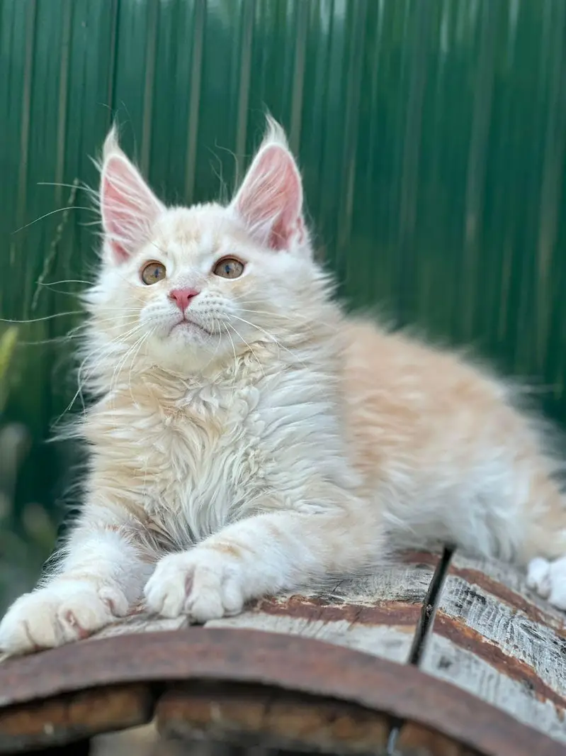 Maine coons — photo 2