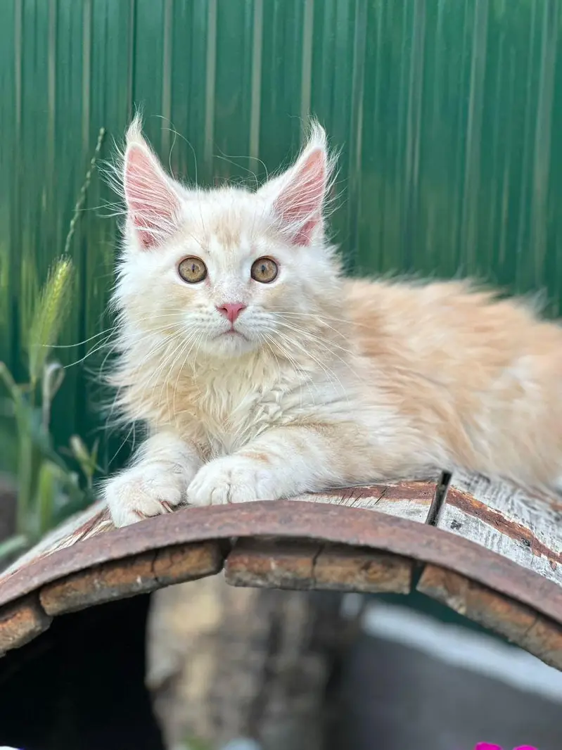 Maine coons — photo 3