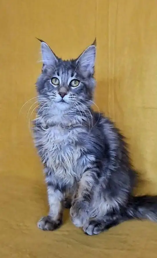 Maine coons — photo 5