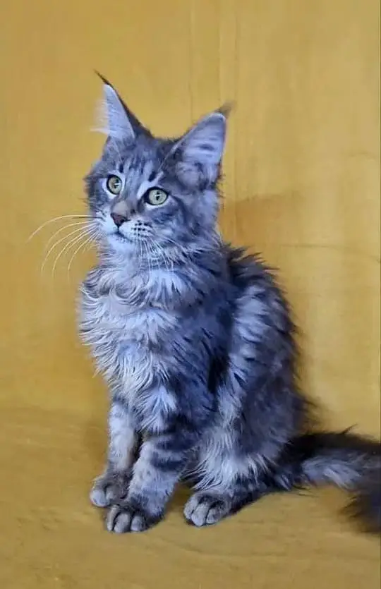 Maine coons — photo 6