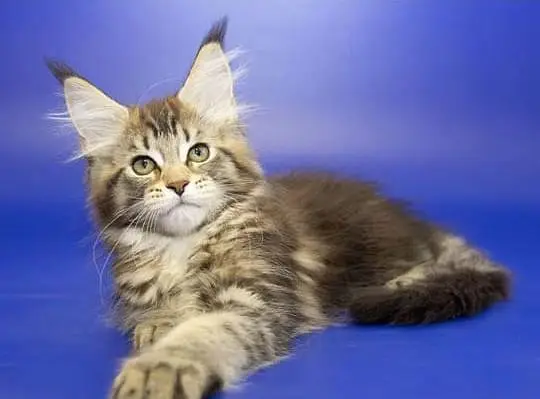 Maine coons — photo 7