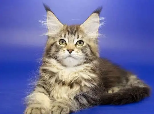 Maine coons — photo 8