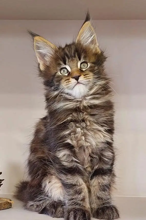 Maine coons — photo 9