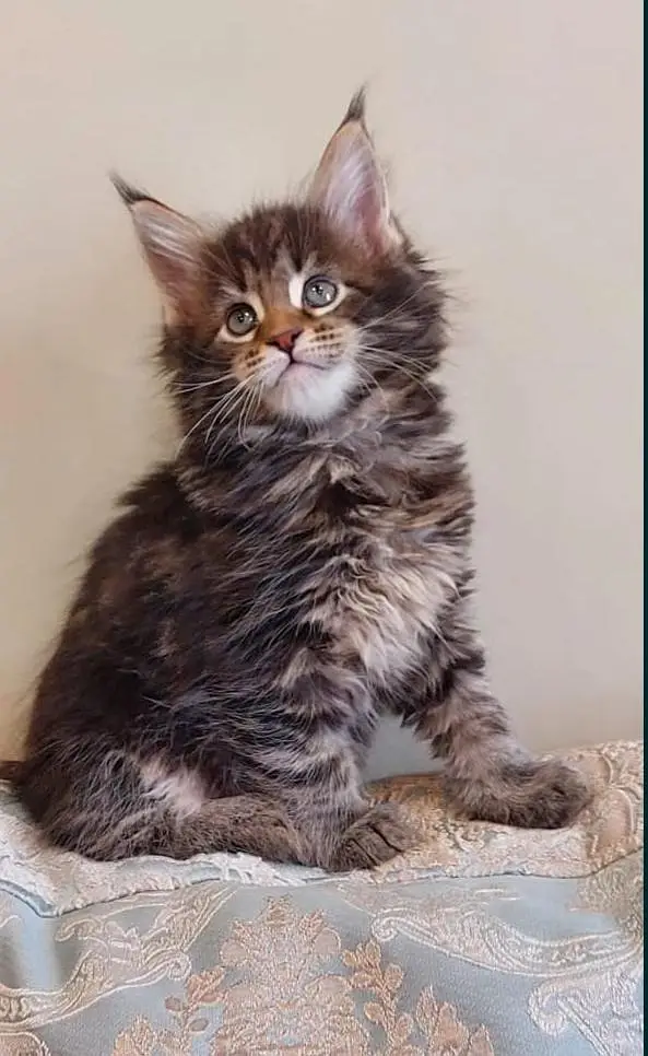 Maine coons — photo 10
