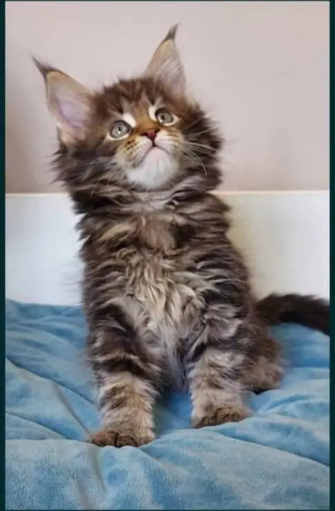 Maine coons — photo 11