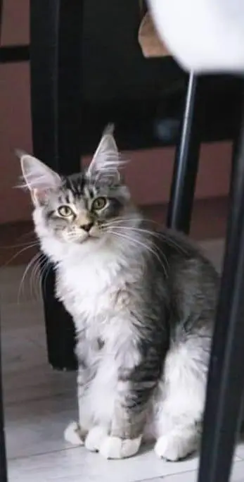 Maine coons — photo 12