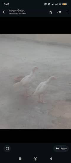 White Aseel pair 2 Months age  Beautiful