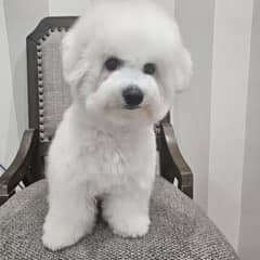 Bichon