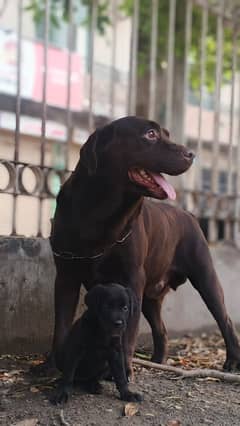 Labrador female puppy available ha whatsapp num 03114052791