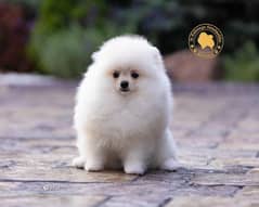 Pomeranian