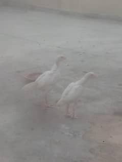 White Aseel pair 2 Months age  Beautiful