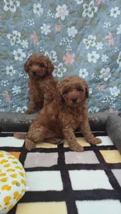 poodle