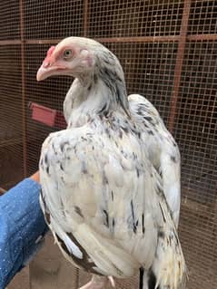 aseel, budgie and dove for sell