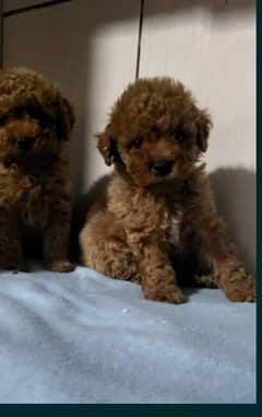 poodle