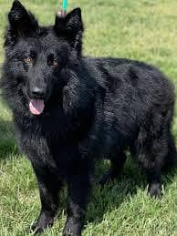 Pedigree Long coat Black German Shepard puppies for sale