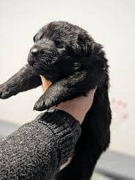 Pedigree Long coat Black German Shepard puppies for sale