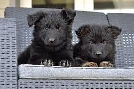 Pedigree Long coat Black German Shepard puppies for sale