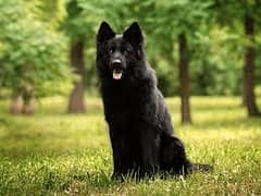 Pedigree long coated Black German Shepard puppies for sale