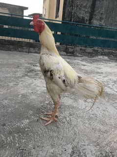 aseel boska 3000grm mohry ka