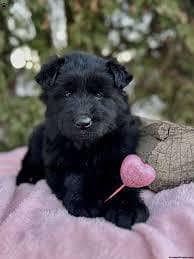 Pedigree long coated Black German Shepard puppies for sale