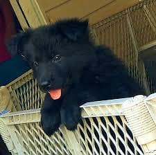 Pedigree long coated Black German Shepard puppies for sale