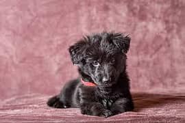 Black German Shepard puppies for sale in Lahore