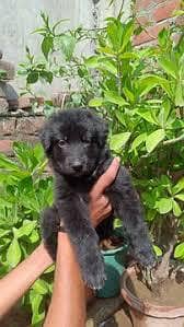 Black German Shepard puppies for sale