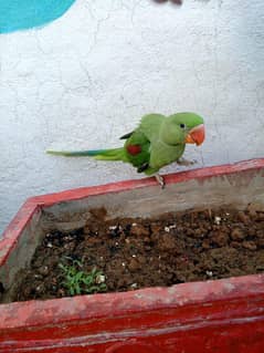Raw parrot for urgent sale
