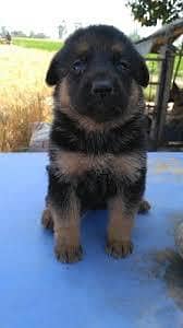 German Shepard puppies for sale in Lahore