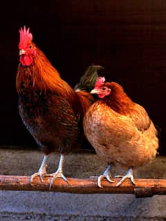 male hen for sale