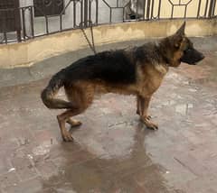 German shepherd Male