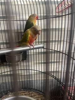 Pineapple conure red factor piece