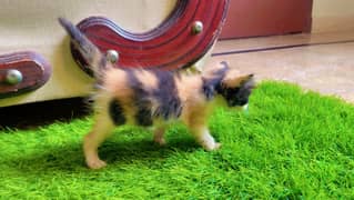 Calico Persian Kitten Available