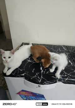 beautiful cat with her 2 kitten blue eyes