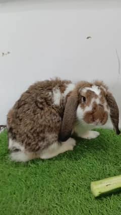German Lop adult pair
