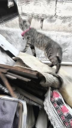 cat Available