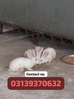 red eyes rabbit for emergency sale. . . 03139370632