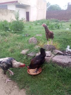 assel murga or aseel murgi 10000