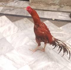 aseel