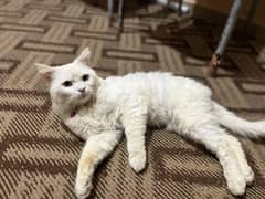 Persian cat white eyes  03362846640