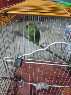 parrot