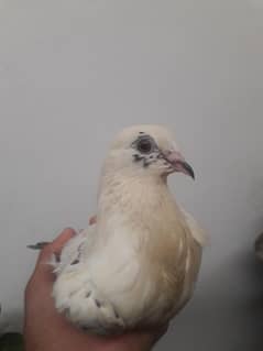 luckey kabooter